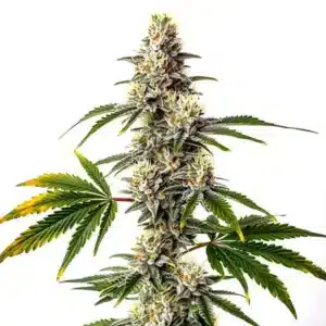 Strawberry Diesel semena konopí s hustým pryskyřičným květem.