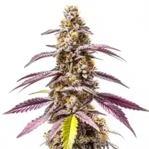 Strawberry Haze Auto F1 samonakvétací rostlina konopí s fialovými listy, hustými pryskyřičnými květy a výraznou hlavní palicí.