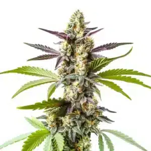 Strawberry Kush : Květ konopí s hustými pryskyřičnými palicemi.