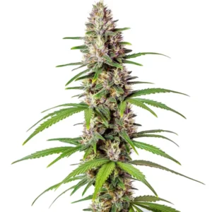 Sugar Haze Fast Version: Zralý květ konopí s dlouhou pryskyřičnou palicí.
