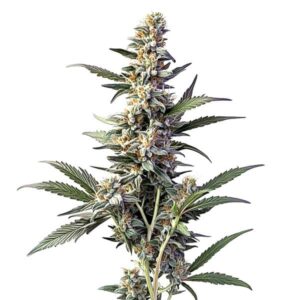 Sweet Afghan Delicious Auto F1, zralý květ samonakvétacího konopí s hustou pryskyřičnou palicí.
