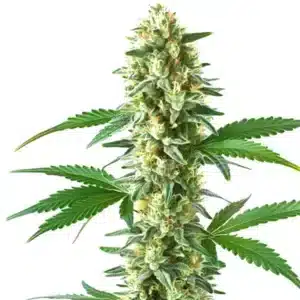 Sweet Kush: Hustý květ konopné rostliny s bohatou vrstvou pryskyřice.