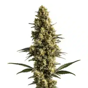 Sweet Tooth Auto: kompaktní samonakvétací rostlina konopí s hustým hlavním květem a bohatou vrstvou pryskyřice.