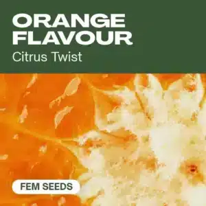 Orange Flavour: Obal semen konopí Orange Flavour Citrus Twist.