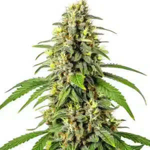 Tahoe OG Kush, zralý květ konopí s hustou pryskyřičnou palicí.