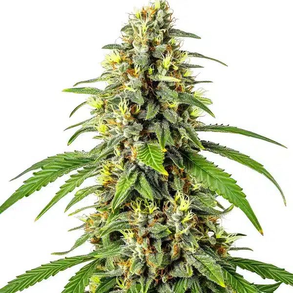 Tahoe OG Kush, zralý květ konopí s hustou pryskyřičnou palicí.