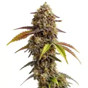 Tangie Purple Punch: Hustý květ konopné rostliny s bohatou pryskyřicí a fialově zbarvenými listy.