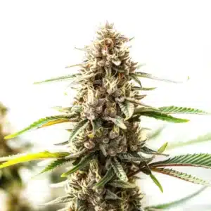 Tangie x Chocolope: Hybridní konopná rostlina s hustým pryskyřičným květem.
