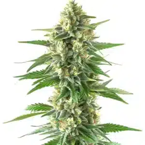 Triangle Kush: Hustý hlavní květ konopné rostliny s bohatou vrstvou pryskyřice.