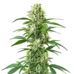 Triangle Kush Regular: Pravidelná konopná rostlina s hustým hlavním květem.