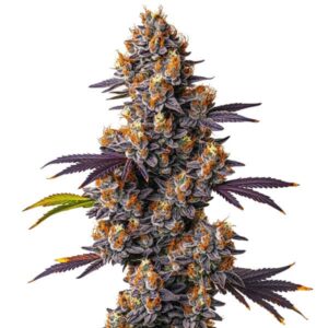 Tropicana Cookies Purple: Hybridní konopná rostlina s fialovými pryskyřičnými květy.