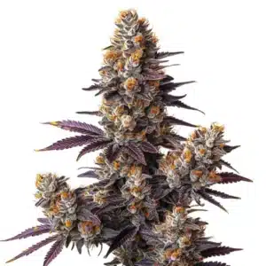 Tropicana Cookies Purple Auto: Samonakvétací konopná rostlina s fialovými pryskyřičnými květy.