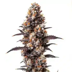 Ultra Violet OG: Hybridní konopná rostlina s hustým pryskyřičným květem.