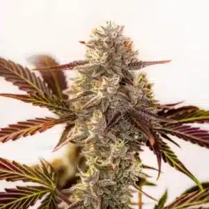 Watermelon Z OG Auto: Samonakvétací konopná rostlina s hustým pryskyřičným květem.