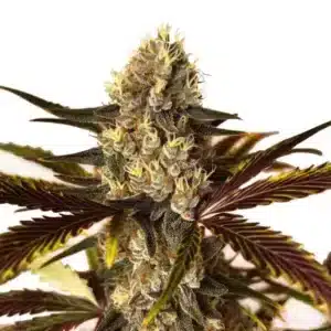 Wedding Cake x Do-Si-Dos: Hybridní konopná rostlina s hustým pryskyřičným květem.