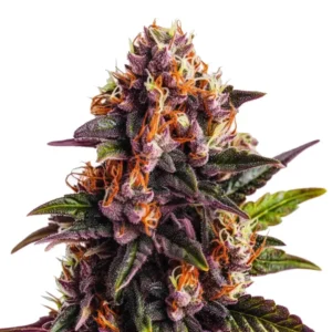 Wedding Cake x Forbidden Fruit: Hybridní konopná rostlina s hustým fialovým květem.