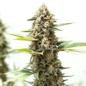 Wedding Cake x Z OG Auto: Samonakvétací hybridní konopná rostlina s hustým pryskyřičným květem a zelenými listy.