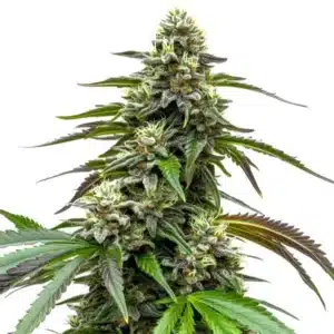 White LSD Auto: Samonakvétací rostlina konopí s hustými pryskyřičnými květy.