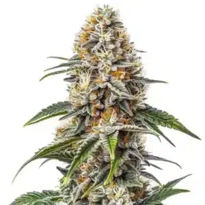 White Russian: Hybridní rostlina konopí s hustými pryskyřičnými květy.