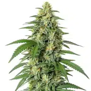 White Widow F1: Hybridní F1 rostlina konopí s hustými pryskyřičnými květy.