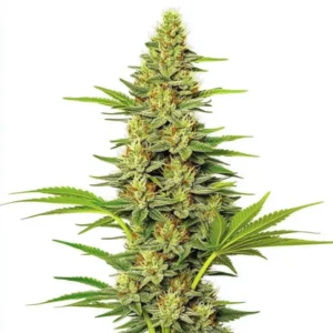 White Widow Fast Version, rychle kvetoucí rostlina konopí s hustými pryskyřičnými květy.