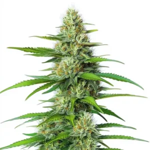 White Widow Regular: Fotoperiodická rostlina konopí s hustými pryskyřičnými květy.