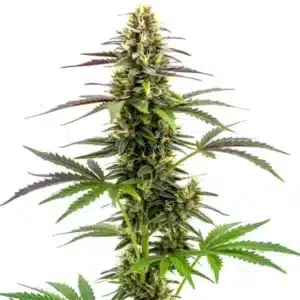White Widow x AK47 Fast Version: Rychle kvetoucí rostlina konopí s hustými pryskyřičnými květy.