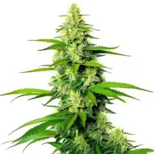 White Widow x California Snow Auto: Samonakvétací rostlina konopí s hustými pryskyřičnými květy.