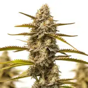 Z OG Grape Bubble Auto: Samonakvétací rostlina konopí s hustým pryskyřičným květem.