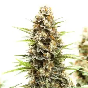 Z OG Tangie Power Auto: Samonakvétací rostlina konopí s hustými pryskyřičnými květy.