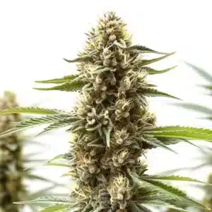 Z OG x Gorilla Auto: Samonakvétací rostlina konopí s hustým hlavním květem a bohatou pryskyřicí.