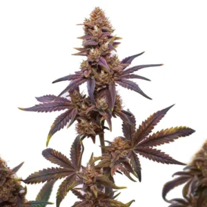 Z OG x Purple Punch Auto F1: Samonakvétací F1 rostlina konopí s fialovými listy a pryskyřičnými květy.