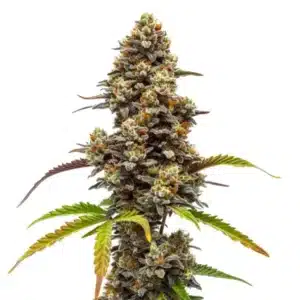Z OG x Bruce Banner Regular: Fotoperiodická rostlina konopí s hustými pryskyřičnými květy.
