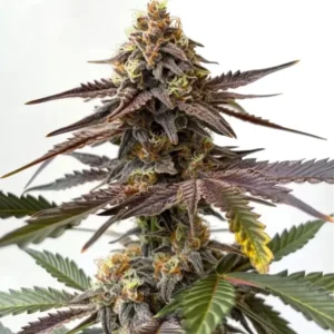 Z OG x Grapefruit Bubblegum: Rostlina konopí s hustými pryskyřičnými květy.