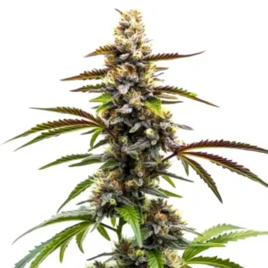 Z OG x Tangie Power: konopí s hustými pryskyřičnými květy a výrazným hlavním vrcholem.