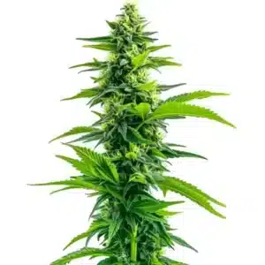 Acapulco Gold rostlina konopí s dlouhou hlavní palicí, svěže zelenými listy a hustými pryskyřičnými květy.