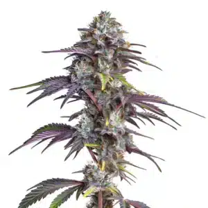 Blackberry Moonrocks rostlina konopí s fialovými listy, hustými pryskyřičnými květy a výraznou hlavní palicí.