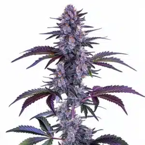Blueberry Auto: hustý fialový květ samonakvétací odrůdy konopí s bohatou vrstvou pryskyřice.