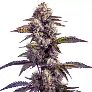 Blackberry Moonrocks Auto: samonakvétací konopí s hustými fialovými květy a bohatou vrstvou pryskyřičných trichomů.