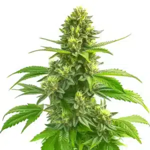 Super Lemon Haze CBD (1:1), zralý květ CBD konopí s hustou pryskyřičnou palicí .