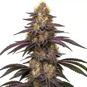 Cherry Pie OG: Hustý květ konopí a bohatou vrstvou trichomů.