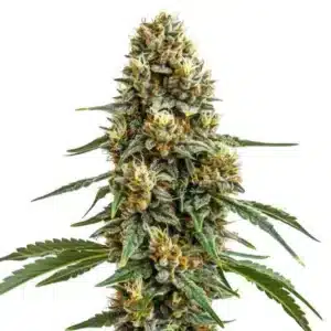Durban Poison: Hustý květ konopí s bohatou pryskyřicí a světle zelenými palicemi.