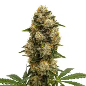 Durban Poison Auto: Hustý květ samonakvétacího konopí s bohatou pryskyřicí.