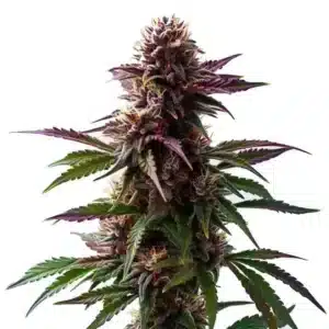 Gelato x Purple Punch Auto F1 samonakvétací rostlina konopí s fialovými květy, hustou hlavní palicí a bohatou vrstvou trichomů.