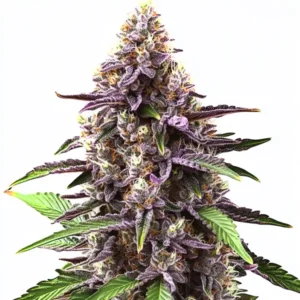 Granddaddy Purple Regular rostlina konopí s fialovými listy, hustými pryskyřičnými květy a kompaktní hlavní palicí.