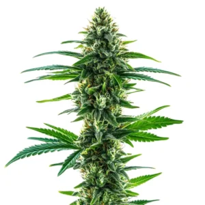 Khalifa Kush: Rostlina konopí s hustou hlavní palicí a pryskyřičnými květy.
