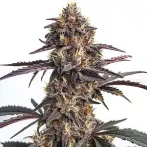 Moonshine Cookies Auto: Samonakvétací odrůda konopí s tmavě fialovými květy a bohatými trichomy.