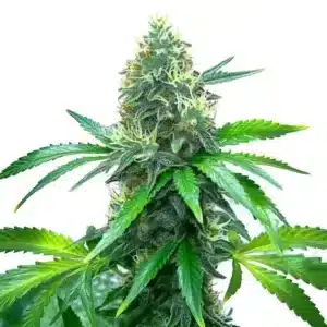 OG Kush rostlina konopí s hustou hlavní palicí, bohatými trichomy a sytě zelenými listy během květu.