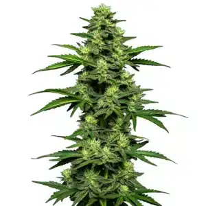OG Kush Auto: Hustý pryskyřičnatý květ samonakvétacího konopí.