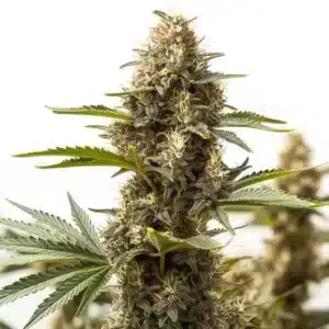 Peyote Super Lemon Haze: Hustý květ konopí s bohatou vrstvou trichomů a kompaktními palicemi.